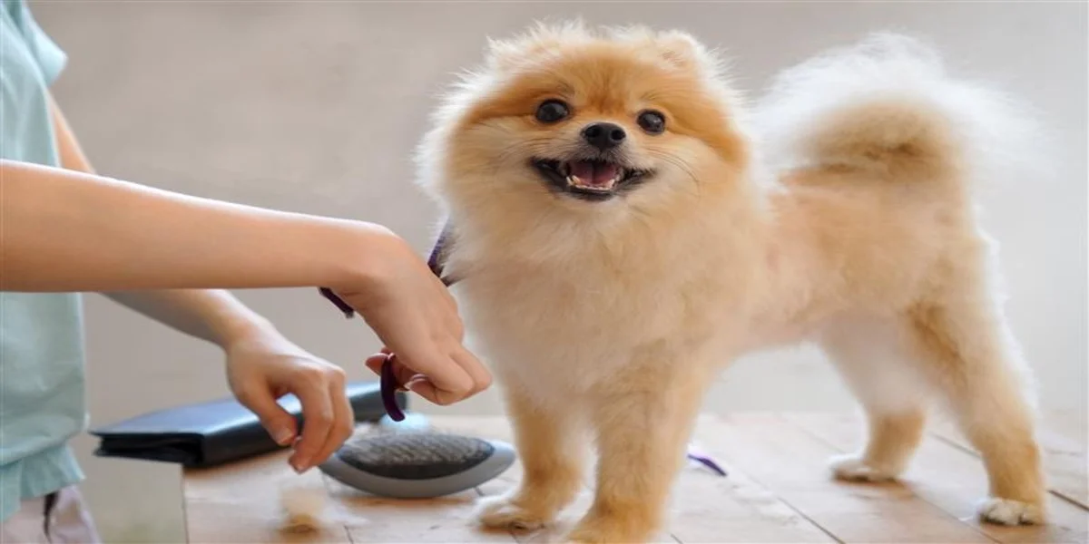 dog-image